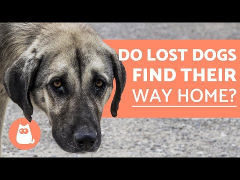 YouTube video about: How long can a lost dog survive in the cold?