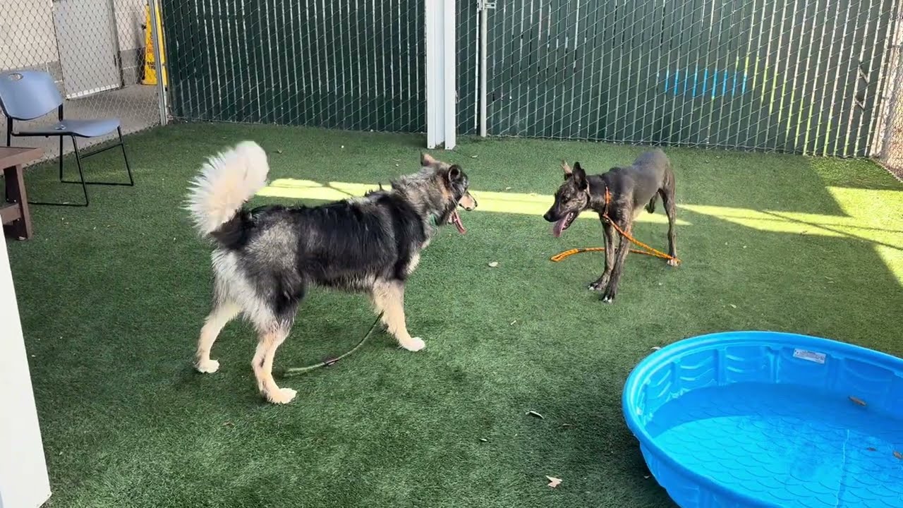Enlarge Tubular, a Adoptable mixed breed in Sacramento, CA video 4/4