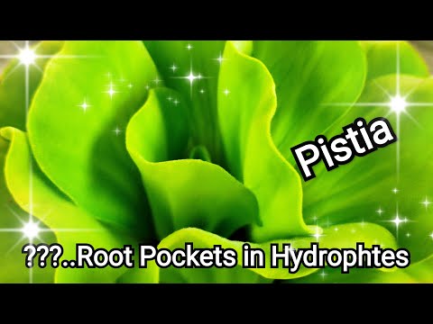 Why Root Pockets in Pistia (Hydrophytes)