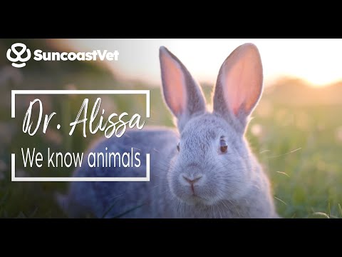 Dr  Alisa Martch SuncoastVet Caloundra