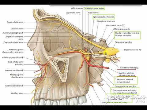 Pterygopalatine fossa 2