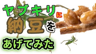 ヤブキリに納豆をあげてみた！