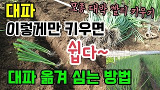 대파농사 대파 옮겨 심는 방법 대파모종 빨리 키우는법 꿀팁 대파10배이상 수확 가능합니다.