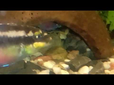 Barwniak czerwonobrzuchy parka pilnuje narybku 2019.01.14