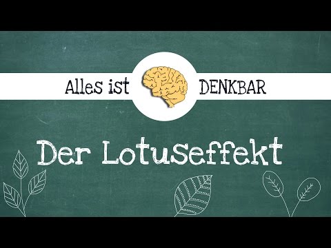 Lotus effect/Lotus effect explanation - Bionics of plants