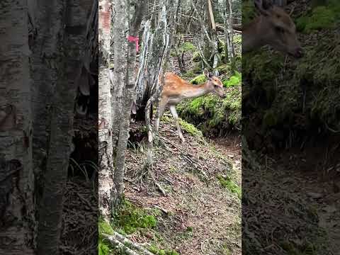 アカシカ、ダマジカ、ノロジカの 自然と動物