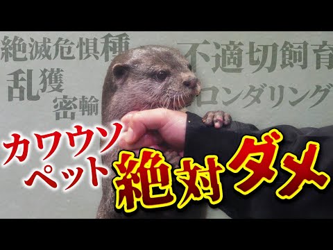 カワウソは危険ですか?