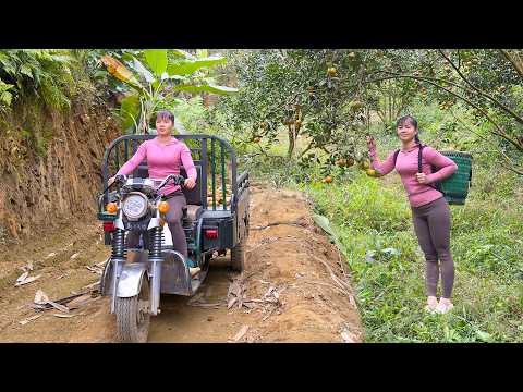 Harvesting Tons Of Oranges And Transporting By 3-Wheel Truck Goes To Market Sell - Farm Life