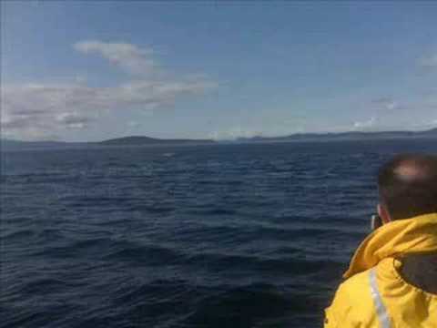 Whale Watching Aug 30 2008 3PM Adam oceanexplorations.com