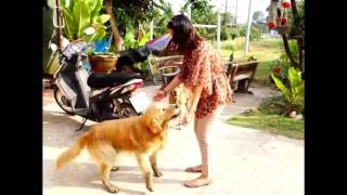 Golden Retriever and his overly friendly hello