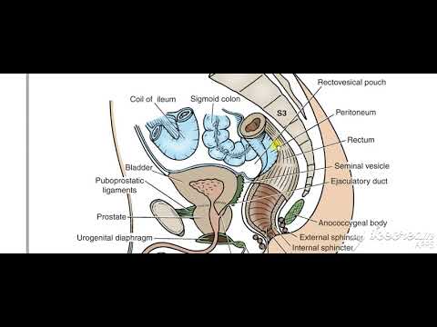 Male reproductive system