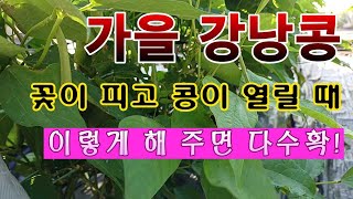[텃밭농부 1,687]  가을강낭콩이 꽃이 피고 콩이 열릴 때 이렇게 해 주면 다수확. #강낭콩재배