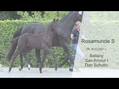 Stf v Bellany x San Amour I x Don Schufro 2021