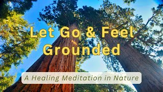 🌲 Redwood Sanctuary | Guided Meditation for Grounding & Inner Peace