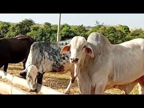 Gado de Leite em Rio Verde Goias 