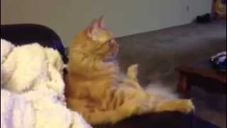 cat watching television ( kedi televizyon izliyor)