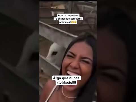 Te ah pasado esto pero no con perros?🤣🤣 #humor #viral #funniestvideo