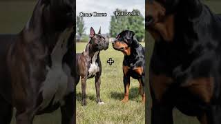 Cachorro híbridos #pastoralemao#rottweiler