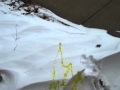 How To Write Your Name in the Snow - with Pee ...