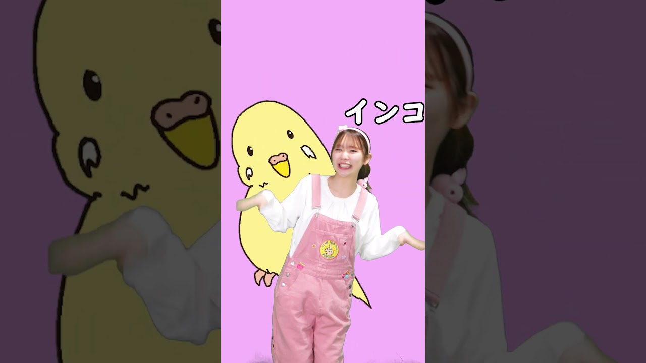 インコと何回も言うと・・・ #まっくん#cartoon #funny #このゆびとまれ #みっちー  #言葉遊び