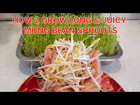🌱How to Grow Long & Juicy Mung Bean Sprouts in a Jar!
