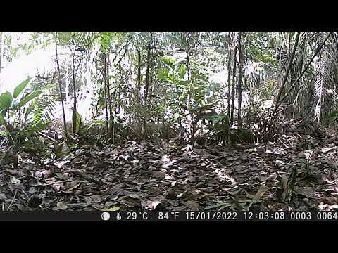 Male Coati Walking the Log at Ocelot Treefall