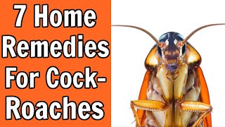 7 Home Remedies For Roaches That Work Wonders