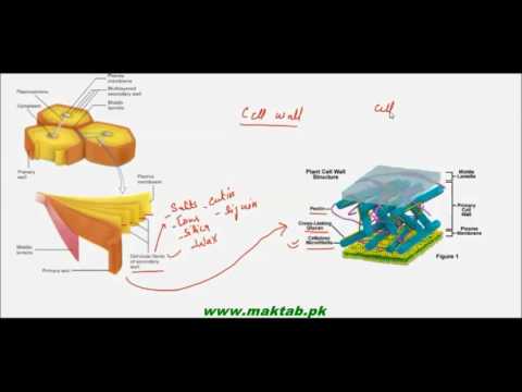 FSc Biology Book1, CH 4, LEC 5: Cell wall