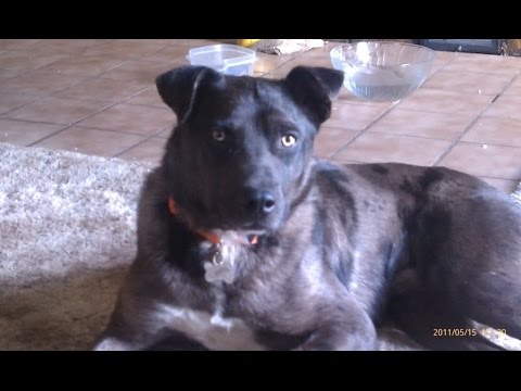 download lagu mp3 mp4 Hangin Tree Dog, download lagu Hangin Tree Dog gratis, unduh video klip Hangin Tree Dog