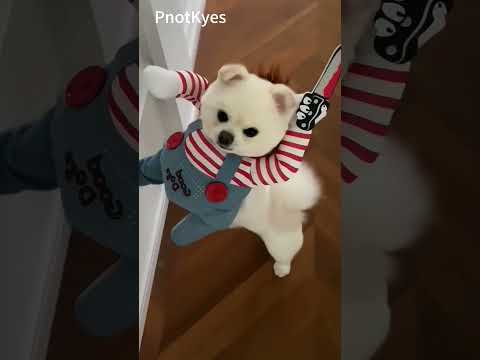 PnotKyes Dog and Cat Halloween Costumes 👻🎃 Part one