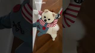 Download lagu PnotKyes Dog and Cat Halloween Costumes 👻🎃 Part one mp3 Download lagu PnotKyes Dog and Cat Halloween Costumes 👻🎃 Part one mp3