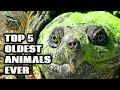 5 Oldest Animals Ever Super Old Animals