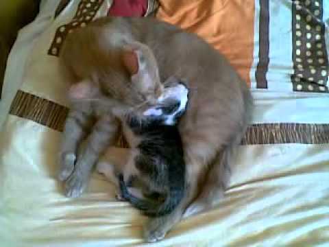 Tomcats don't always kill the kittens