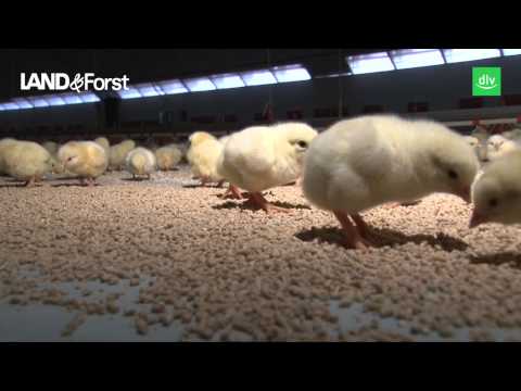 Hofreport: Neue Küken im Hähnchenstall