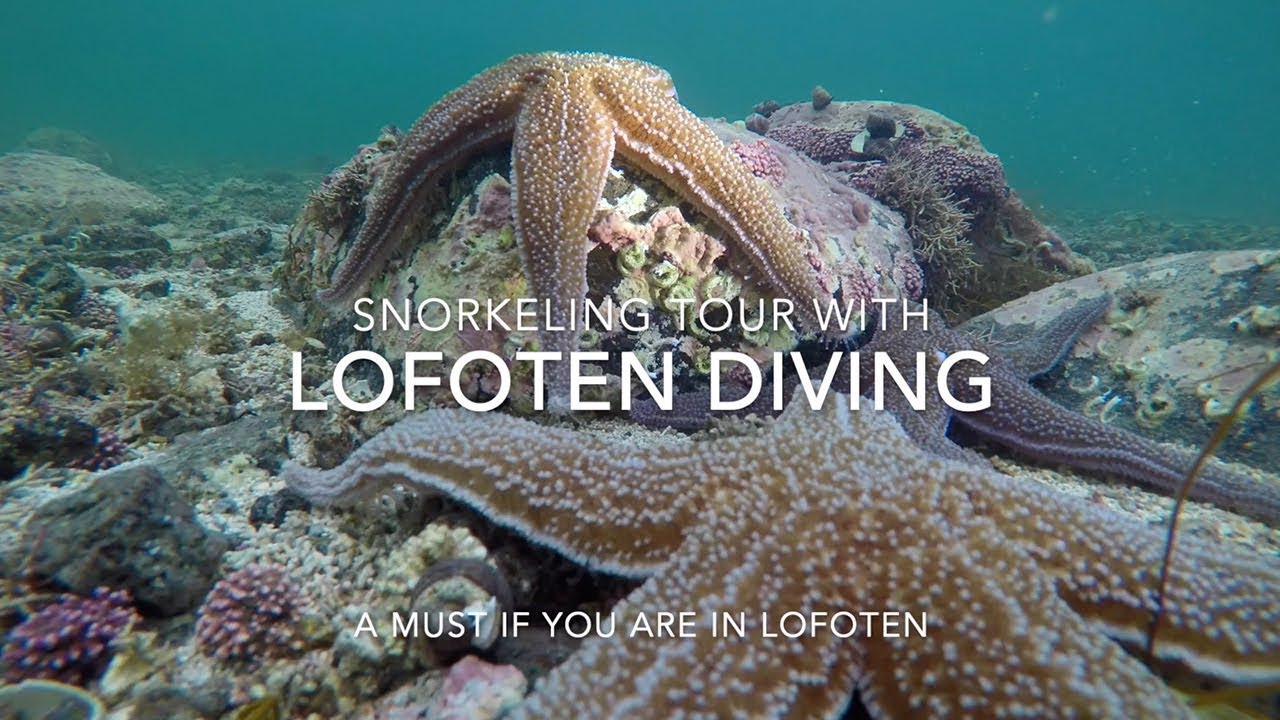 Join an adventurer on snorkeling tour in Lofoten.