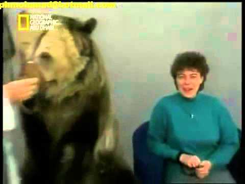 Most Shocking Videos Trained Bear Attacks a Woman who got too Close
