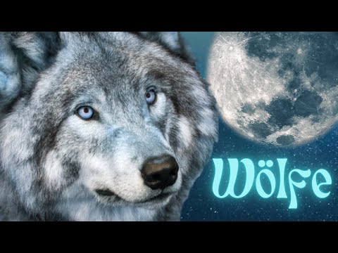 Warum Wölfe viel gefährlicher sind, als du denkst...? Kuriose Fakten über Wölfe | Exotische Tiere