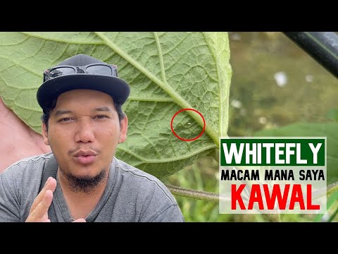 , title : '[ KAWALAN SERANGGA 4# ] Teknik rahsia kurangkan Whitefly di kebun | Lalat Putih'