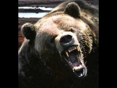 grizzly bear vs siberian tiger