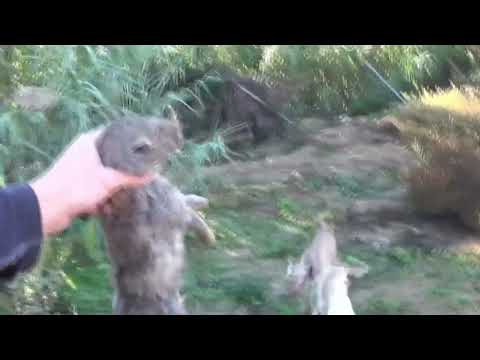 PODENCOS ANDALUCES DE JARRU, QUE FACIL ES CON LAS VETERANAS 