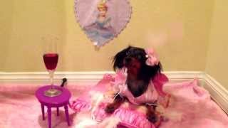 Marvin Gaye- Lets get it on (Luna The Dachshund)