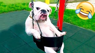 Funniest Animal - Best Of The 2022 Funny Dogs And Cats Videos #6