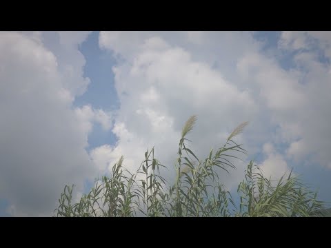 【第二十一回】まだまだ夏、勢いのある緑