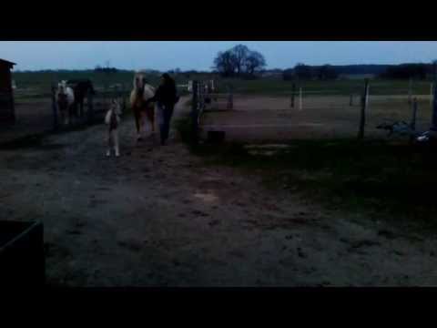 Federweißer LP v. Fürstenstern a.d. Cortess LP v. Editorial Trak. x Caprigold - Nuget