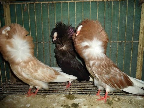 Jacobin Pigeon — fancy pigeon breed