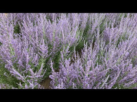 Perovskia Comparison || Walters Gardens