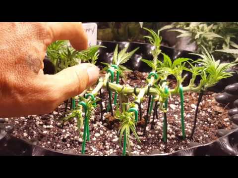 Green75's BlackBerry Autoflower by Fast Buds...day 31 defo and the ties that bind