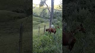 Encontro de cavalos. Horce