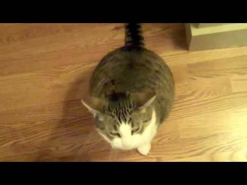 CLARE'S AMAZINGLY CUTE CAT!!