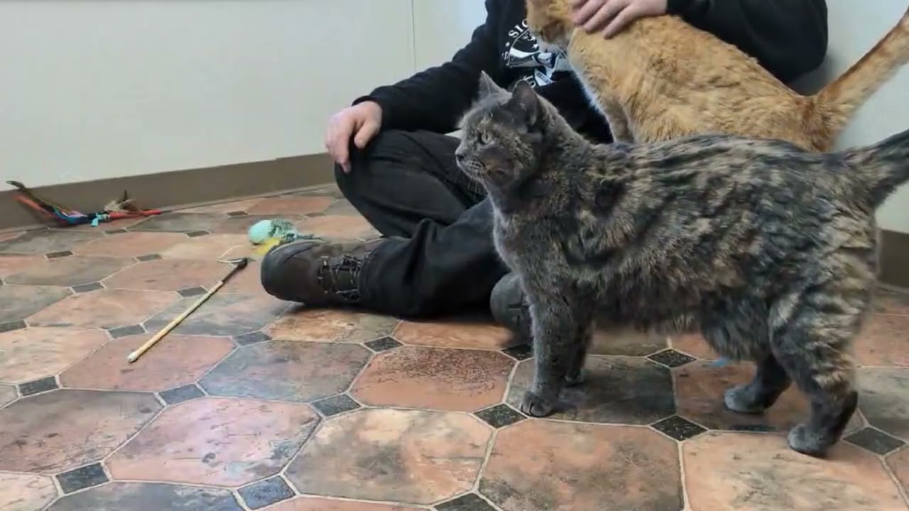 Enlarge Oranges, an adopted mixed breed in Republic, WA video 6/6